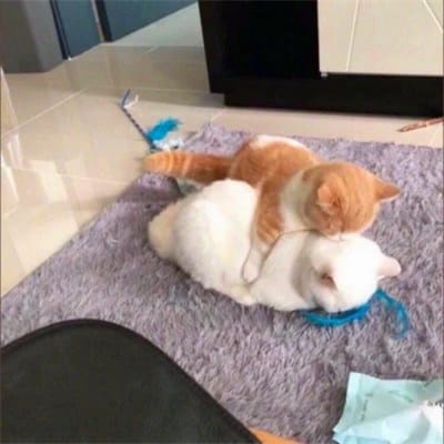 Sharon Cuneta avatar