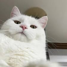 Victoria Pascual avatar